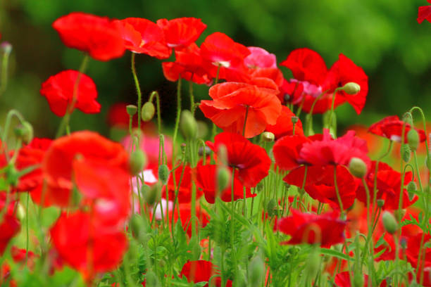 istock Shirley Poppy Flower 1319041836