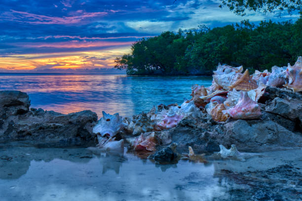 pôr do sol de concha colorida - queen conch - fotografias e filmes do acervo