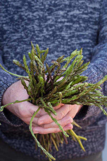 bunch of asparagus in the male hands bunch of asparagus in the male hands. High quality photo eating asparagus stock pictures, royalty-free photos & images