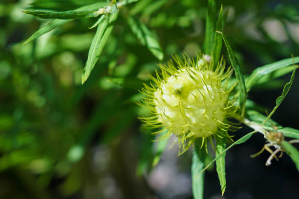 The follicle of a green Gomphocarpus physocarpus A balloonplant also called "hairy balls" or balloon cotton-bush gomphocarpus physocarpus stock pictures, royalty-free photos & images