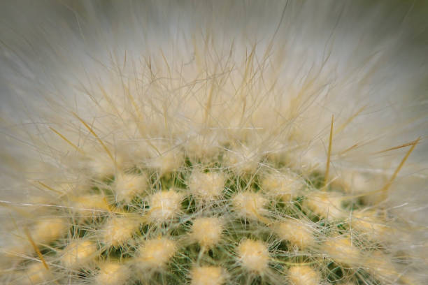 istock A close-up of a Cleistocactus strausii 1319044741