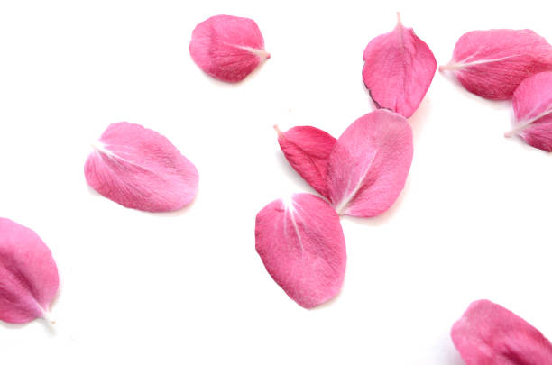 istock Pink cherry flower (apple flower) petals drop down on white 1319045077