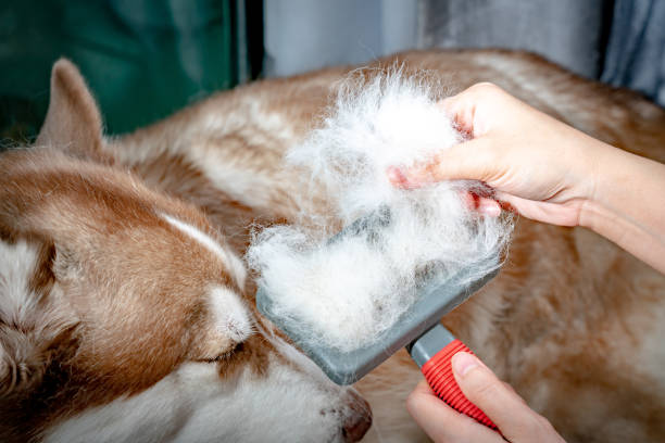 una foto de un husky siberiano marrón, derramando, tendido en una alfombra mientras su maestro cepilla el pelaje caído. con un convertidor para el aseo de ideas y el aseo regularmente para la salud del perro. - grooming dog pets brushing fotografías e imágenes de stock