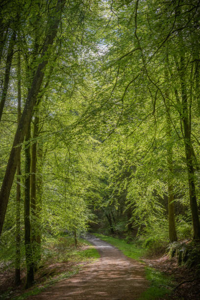 istock New Forest woodland walk 1319046296