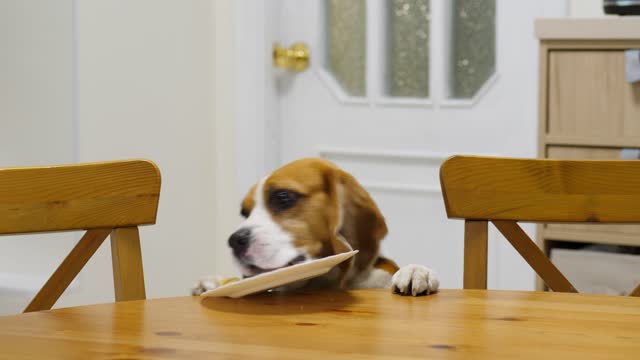 Dog steals piece of food left on the table when no one looking