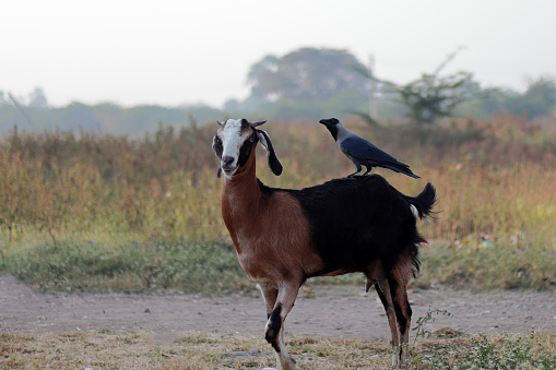 crow resting on goat in the morning