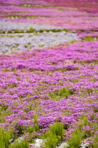 istock Colorful and beautiful fresh moss phlox 1319047316