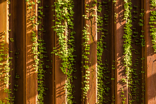 Fresh green ivy crawling on a rusty metal wall