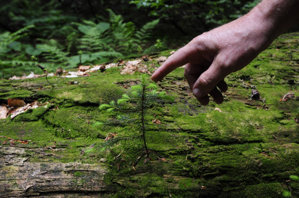 istock jungle and nature reserve Rothwald, Austria 1319048512