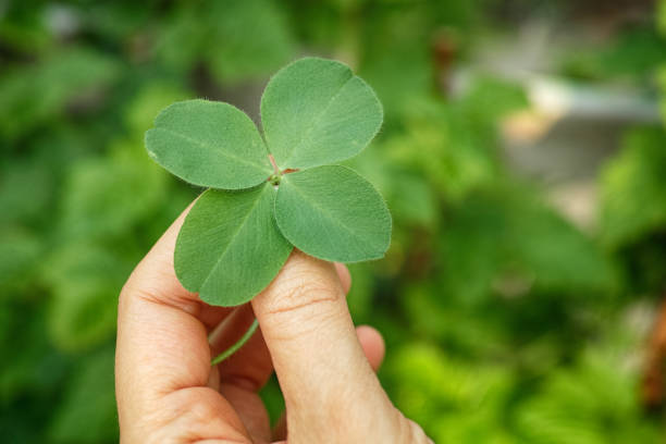 istock A woman holding a four leaf clover 1319048764