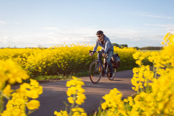 uomo in bicicletta tra campi di canola - fahrad foto e immagini stock