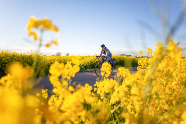 ciclista vicino a bellissimi fiori di canola gialla - fahrad foto e immagini stock