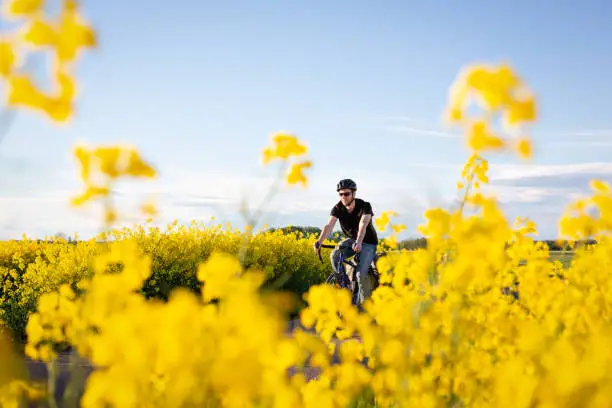Photo of Man riding a bicycle through a canola field in full bloom