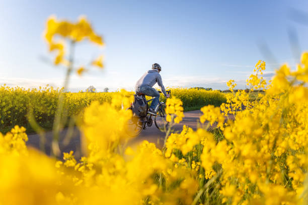 ciclista in sella vicino ai campi di canola - fahrad foto e immagini stock