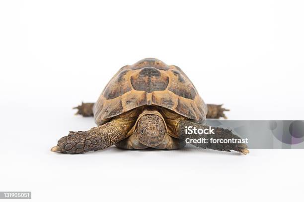 Tartaruga Terrestre Isolado No Branco - Fotografias de stock e mais imagens de Tartaruga - Tartaruga, Animal, Cabeça de animal