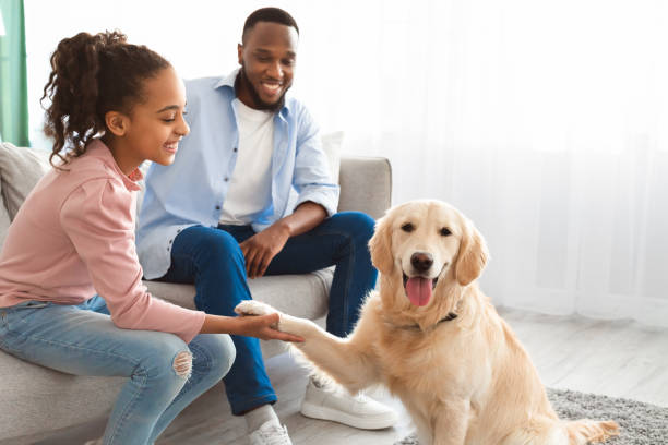 Smiling black girl playing with pet in the living room Animal Care And Love. Golden retriever giving paw to smiling black girl who sitting on the couch with father in living room indoors. Positive family playing with pet at home, spending time together animal related occupation stock pictures, royalty-free photos & images