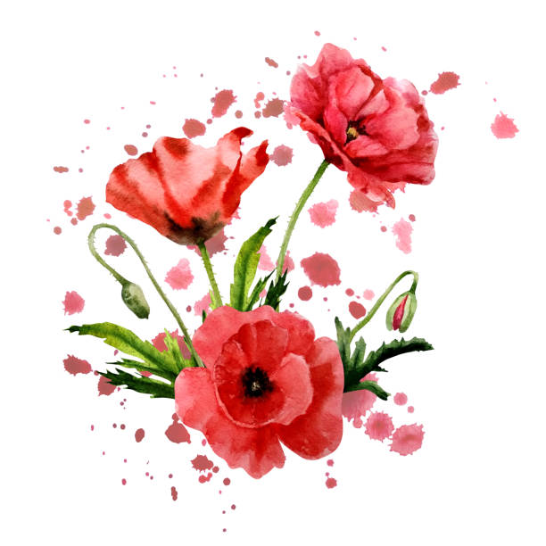 illustrations, cliparts, dessins animés et icônes de fleurs d’aquarelle du plan rapproché rouge de pavot sur un fond blanc, avec des éclaboussures, des taches et des taches de peinture comme concept artistique et créateur. travail à la main. - poppy white background close up cut flowers