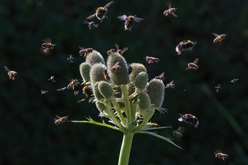 Composite image of invertebrates visiting Eryngium Sea-holly flowers in a garden.