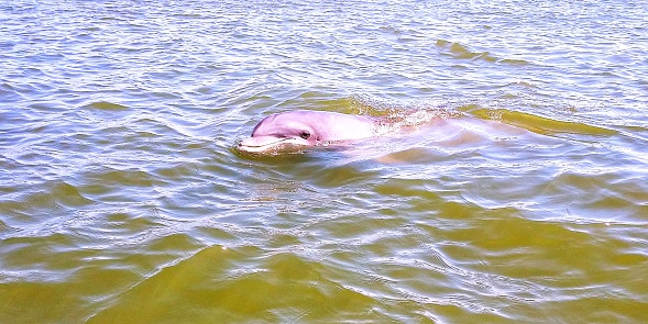 Close up of dolphin swimming