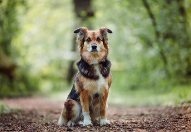 Portrait of dog in the nature stock photo