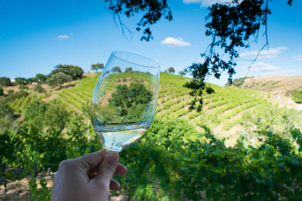 istock a glass of white wine 1319055161