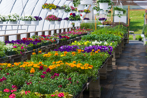 Colorful array of  flats of annuals, hanging pots and vegetable plants on displayed and offered for sale at a Cape Cod greenhouse