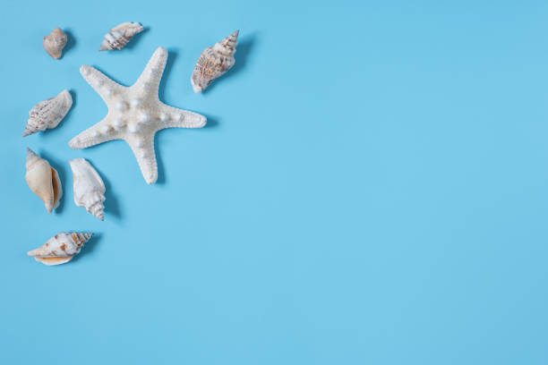istock seashells and starfish on a blue background with copy space 1319055578