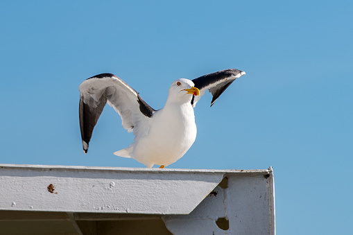 Ready for take off. A lesser black-backed gull (Larus fuscus) is a large gull breeding on the Atlantic coasts of Europe. It is a migratory bird that winters from the British Isles south to West Africa. It is a regular winter visitor to the east coast of North America, probably from the breeding population in Iceland.