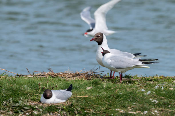 istock Black headed gulls during breeding season 1319055763