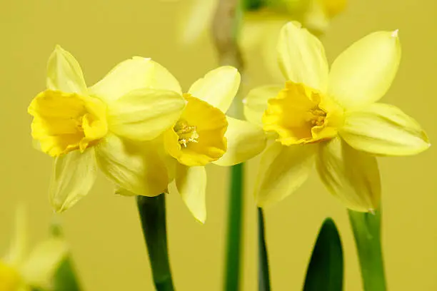 Jonquils