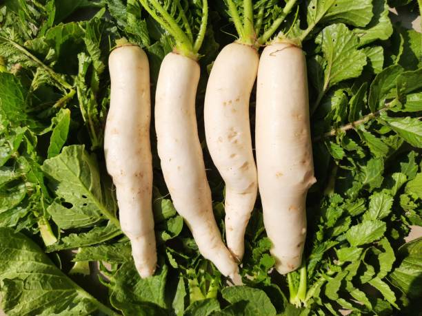 rábano daikon en fondo de hojas verdes. - radish fotografías e imágenes de stock