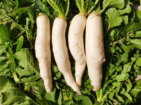 Radish is an edible root vegetable of the family Brassicaceae. Its others name Raphanus raphanistrum subsp, sativus,daikon radish and White radishes. Fresh vegetables for making vitamin salad.