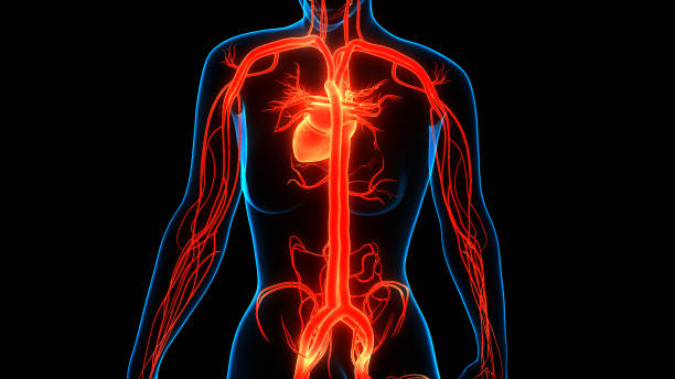 istock Human Circulatory System Heart Anatomy 1319056406