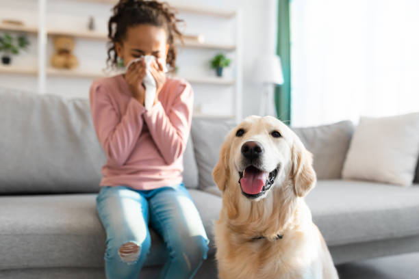 dog allergy. african american girl sneezing, suffering from nasal congestion - dog black labrador retriever animal nose imagens e fotografias de stock