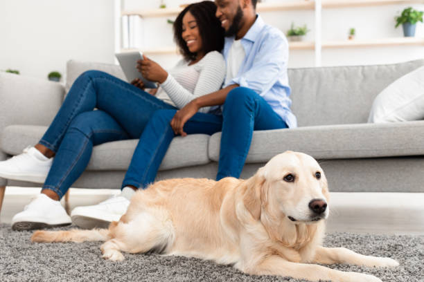 istock Young black couple at home with tablet and labrador 1319057899