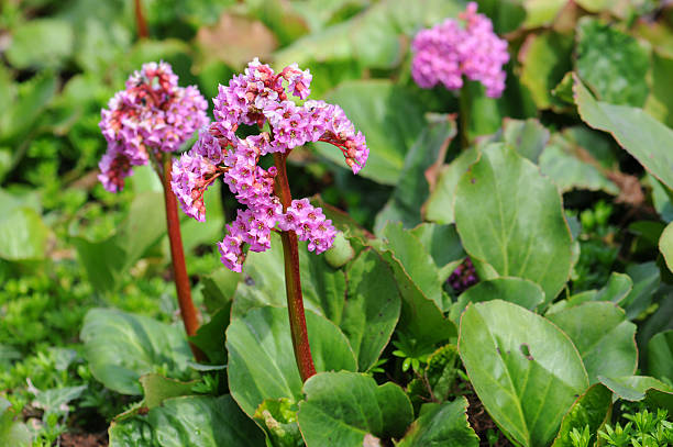 Bergenia (Bergenia crassifolia) Bergenie