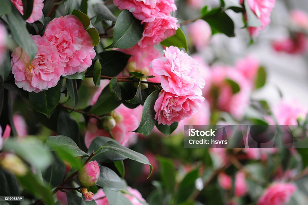 bush of Japanese Camellia (Camellia japonica) Kamelie (Camellia japonica), Japanese Camellia in pink in a greenhouse. called rose of winter. Camellia Stock Photo