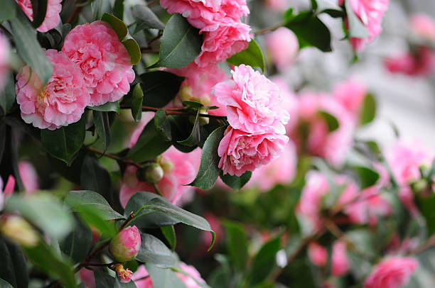 bush of Japanese Camellia (Camellia japonica) Kamelie (Camellia japonica), Japanese Camellia in pink in a greenhouse. called rose of winter. camellia stock pictures, royalty-free photos & images
