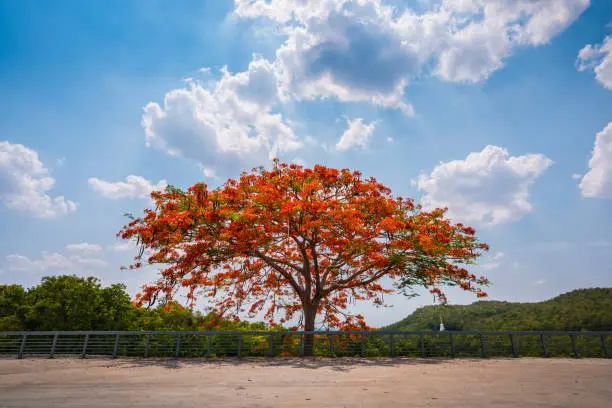 The Flame tree on blue sky background, red flower tree