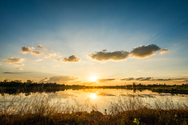 istock Grass flower on sunset landscape 1319058851