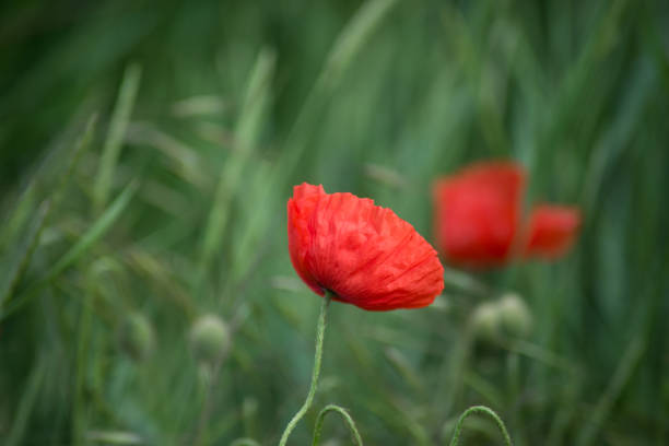 istock wild poppies in a meadow 1319062154