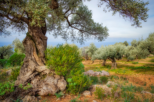 The olive, known by the botanical name Olea europaea, meaning \