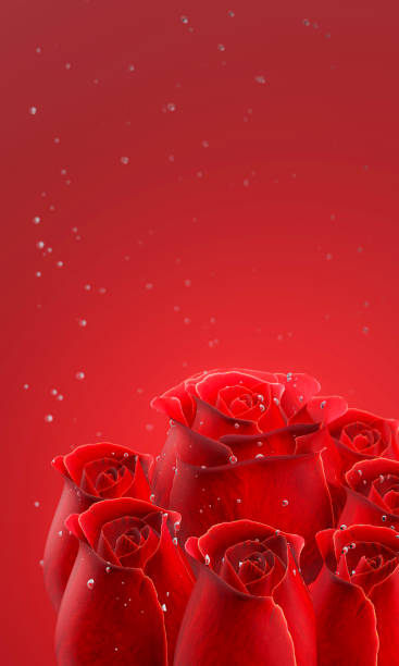 czerwona róża bez łodyg i liści na czerwonym tle. róża ma olśniewające kropelki wody i pęcherzyki unoszące się za nim. renderowanie 3d - rose anniversary flower nobody zdjęcia i obrazy z banku zdjęć