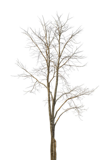 istock The leafless tree appears to be dying on a white background 1319063954