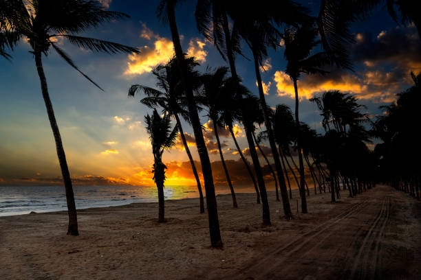 istock Beach landscape At sunrise, Sandy beach sunshine coconut trees tranqui 1319065290