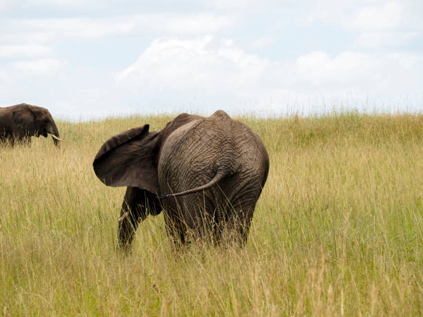 maasai mara, kenia, afryka - 26 lutego 2020: słoń z tyłu, gdy chodzi po sawannie, rezerwat ziem masajów mara, kenia, afryka - safari animals elephant rear end animal nose zdjęcia i obrazy z banku zdjęć