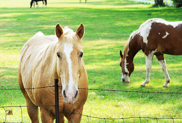 istock Horse at Fence 131906637