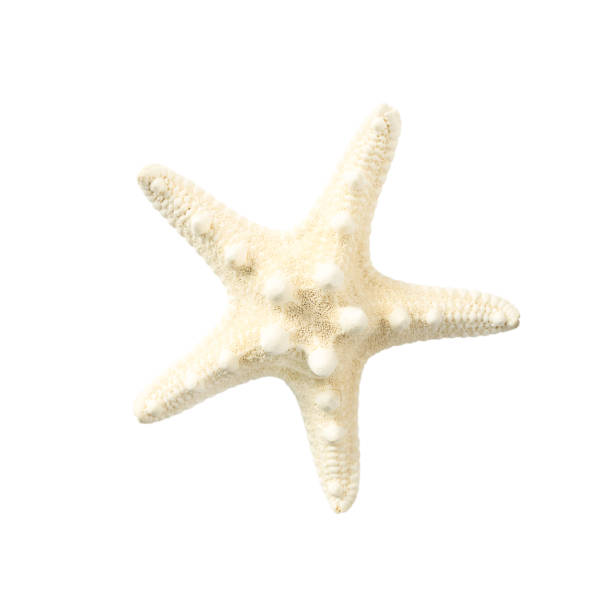 istock White sea star isolated on white background 1319067190