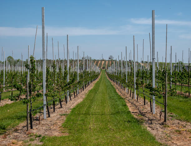 istock Fruit plantation on the Havel in Germany 1319069949