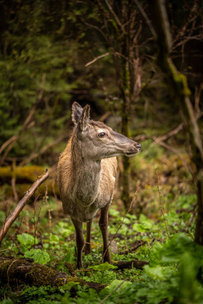 istock a beautiful deer looks around, standing among lush greenery 1319072083